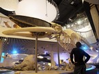 Oplev Naturama