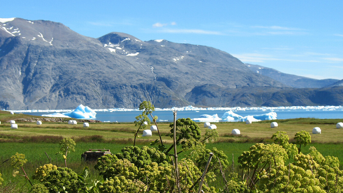 Blomster med marker, isbjerge og bjerge i baggrunden