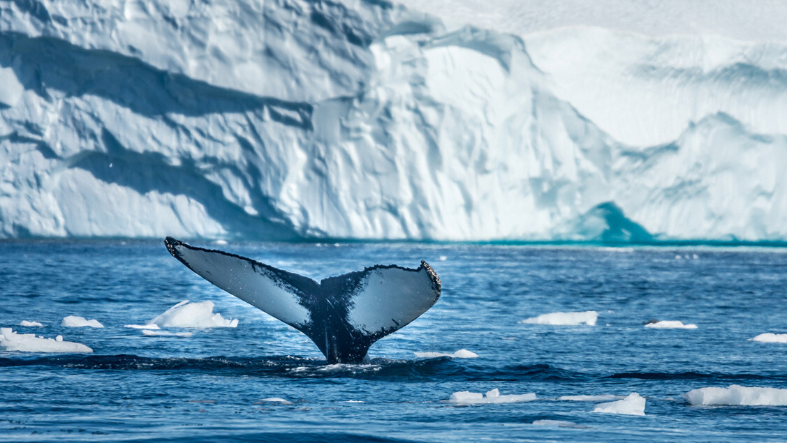 Hval stikker sin hale op gennem havoverfladen med isflager omkring og massivt isbjerg i baggrunden.
