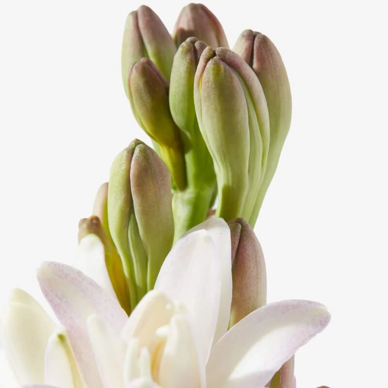 TubeRose Flower And – Atoz HD wallpaper | Pxfuel