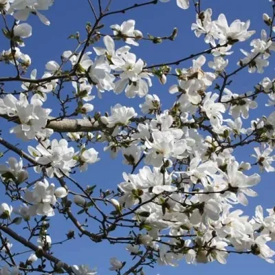 Køb Magnolia lobneri Salgsh. 80-100 cm. - Magnolie (BA) her! | Hurtig fragt og på planter