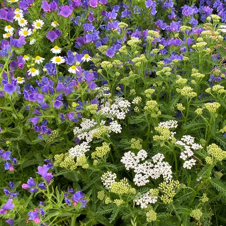 Blomsterblanding LINDS Sommerfugl 1 kg | Køb blomsterfrø på LINDS.dk