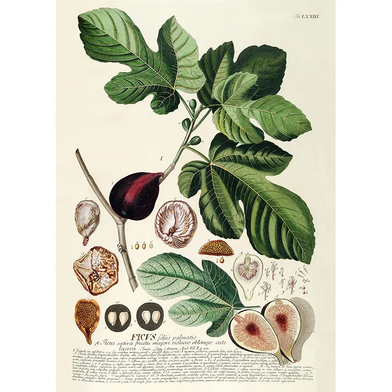 The Dybdahl Co Ficus Plantae Print 50 70 cm