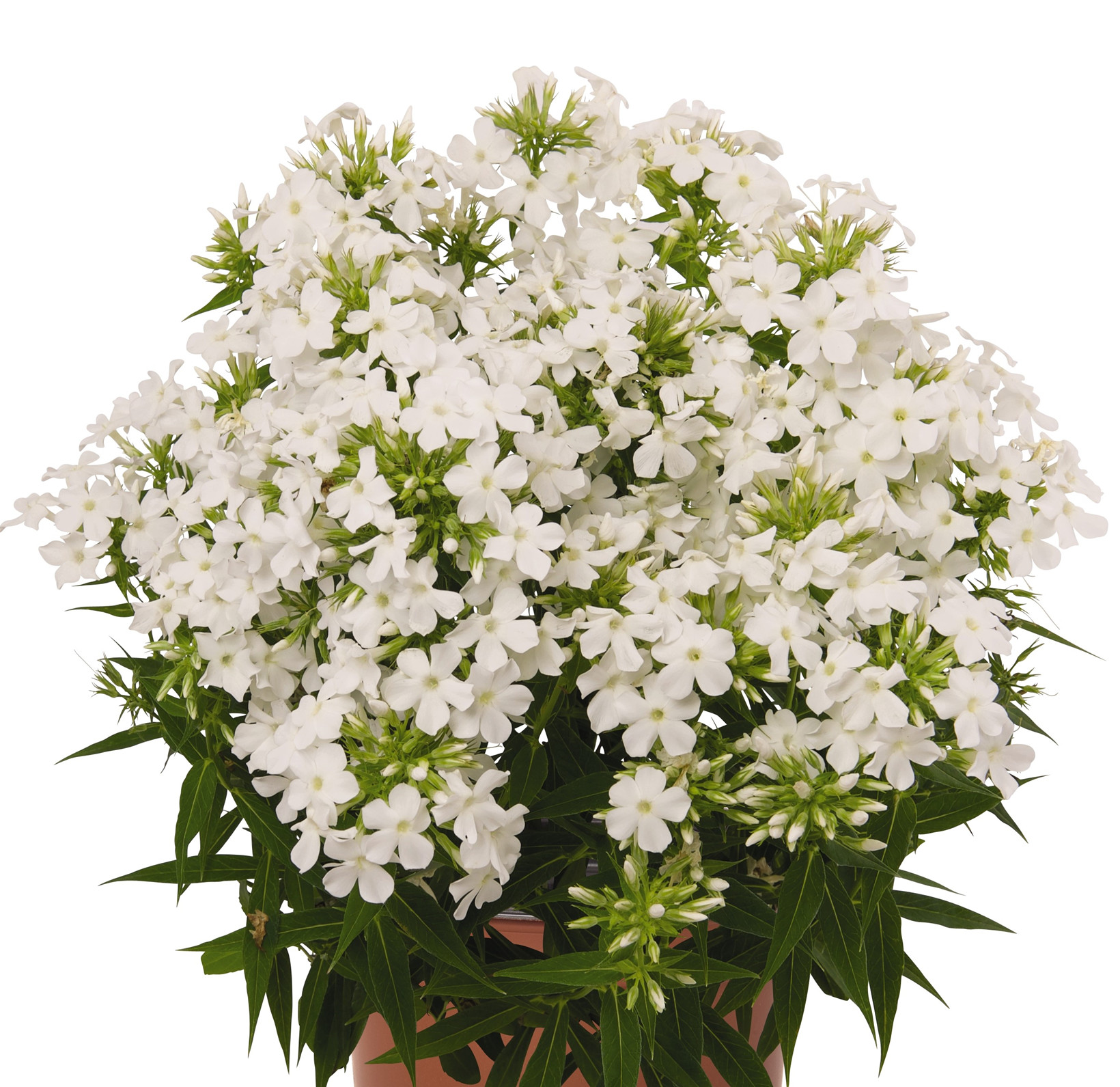 Флокс early white фото