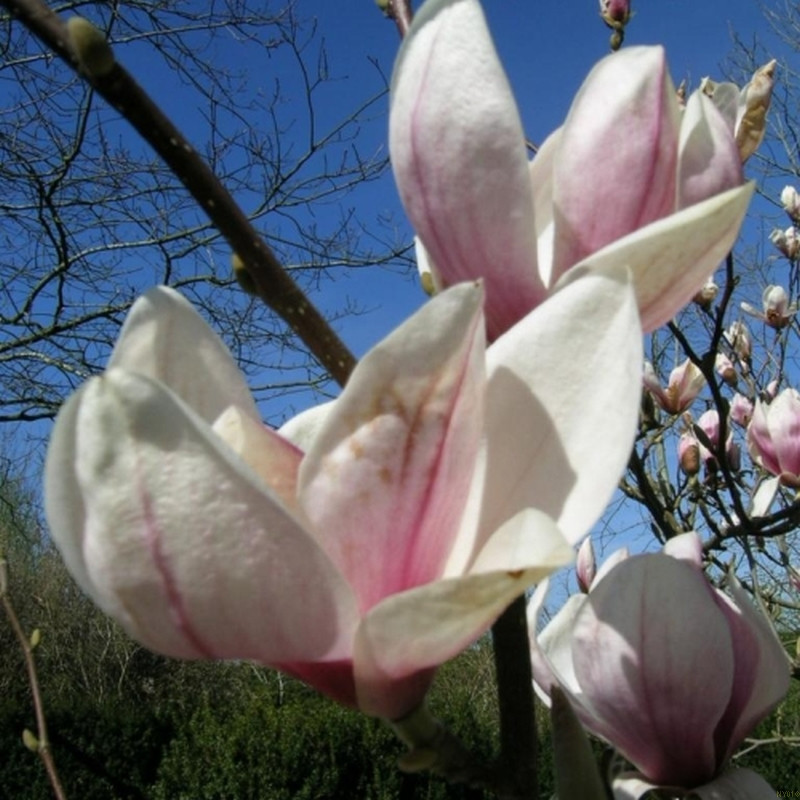 Magnolia soulangeana (TULIPAN MAGNOLIA)