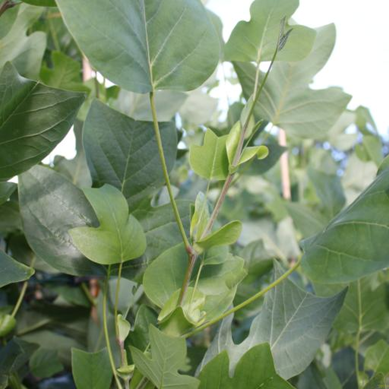 Magnolia soulangeana (TULIPAN MAGNOLIA)