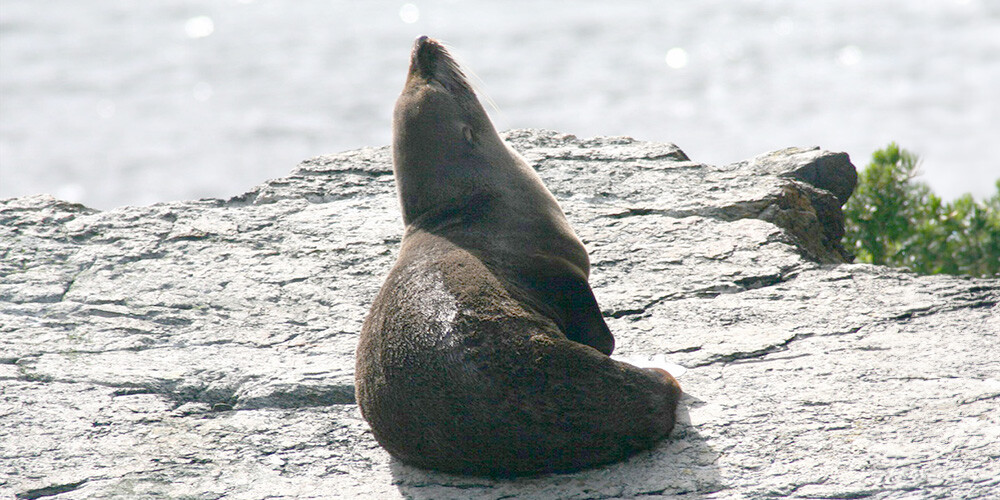 Sæl nyder solen ved kystenen i Kaikoura