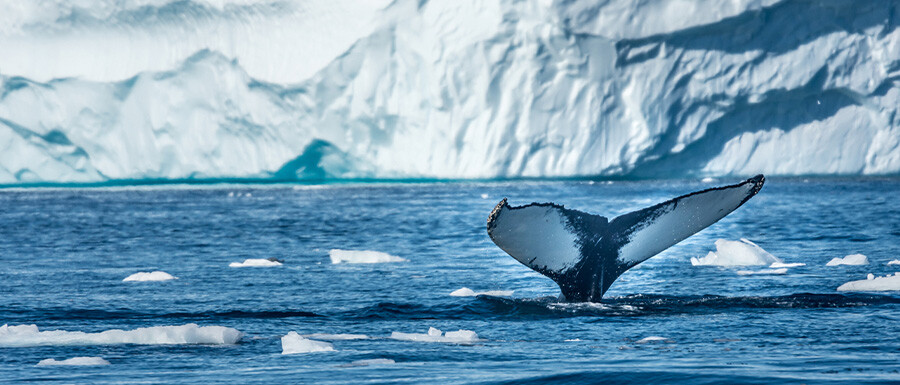 Hvalhale stikker op gennem vandets overflade med isflager omkring