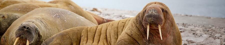 Hvalrosser på strand