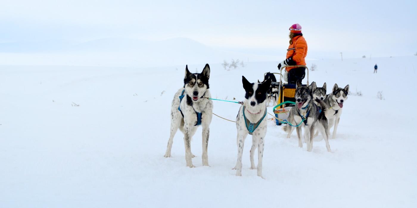 Hundeslæde med sort-hvide og grå hunde i sneen. 