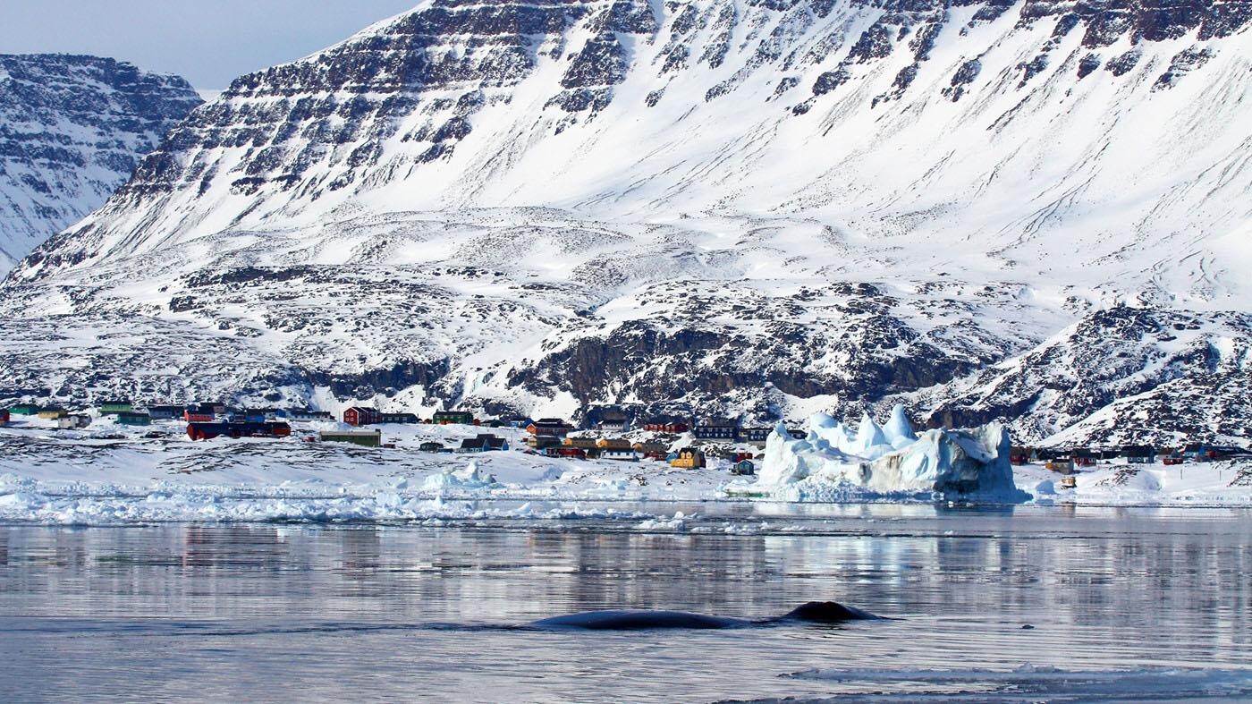 Grønlandshval bryder havets overflade med grønlandsk by og bjerge i baggrunden