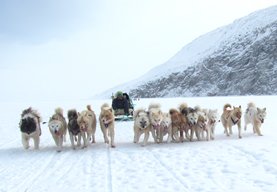 Hundeslæde med 14 slædehunde, der løber over sneklædt landskab.