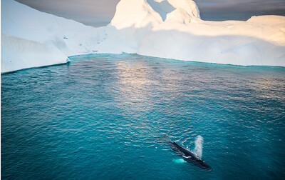 Grønlandshval i havet