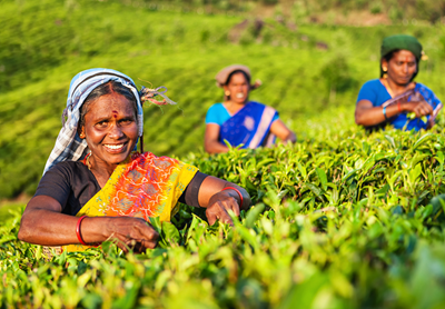 Kvinder arbejder på plantage i Sri Lanka