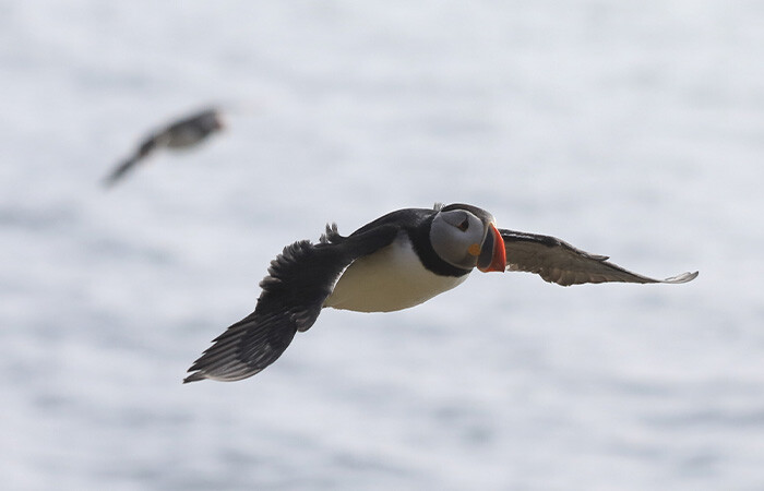 Two puffins flying over the ocean.