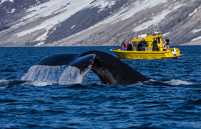 People on a yellow boat, watching a whale's tail sticking out of the water.